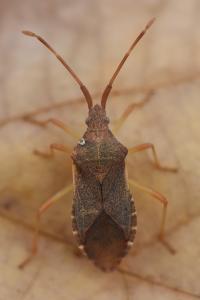 <i>Gonocerus acuteangulatus</i>