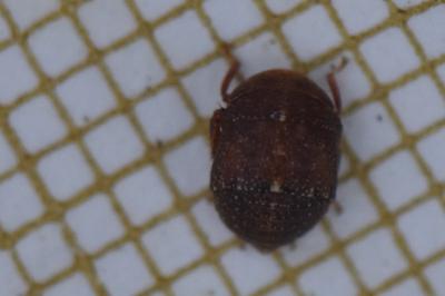 <i>Penthimia nigra</i>