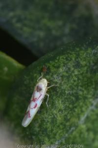 <i>Zygina flammigera</i>