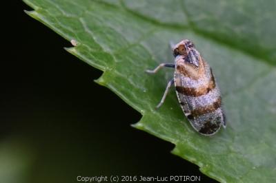 <i>Tachycixius venustulus</i>