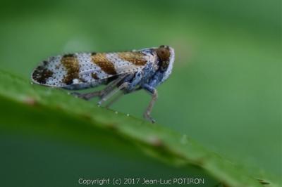 <i>Tachycixius venustulus</i>