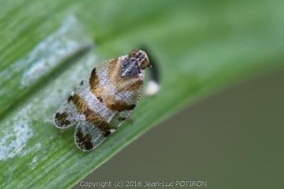 <i>Tachycixius venustulus</i>