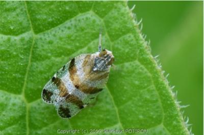 <i>Tachycixius venustulus</i>