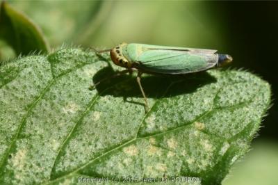<i>Cicadella viridis</i>