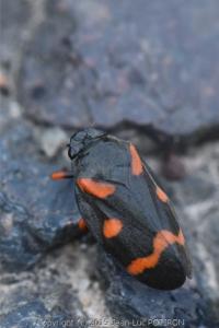 <i>Cercopis intermedia</i>