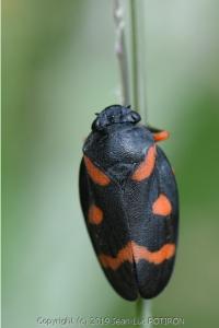 <i>Cercopis intermedia</i>