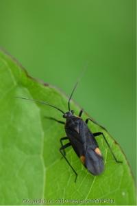 <i>Capsodes flavomarginatus</i>