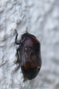 <i>Penthimia nigra</i>