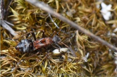<i>Alydus calcaratus</i>