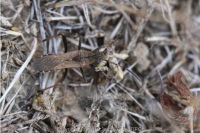 <i>Alydus calcaratus</i>
