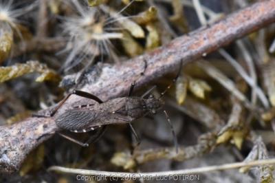 <i>Alydus calcaratus</i>