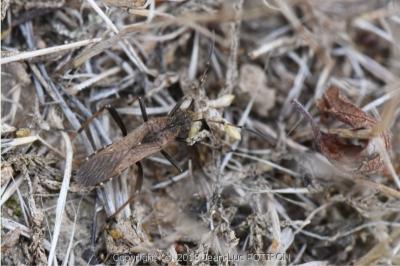 <i>Alydus calcaratus</i>