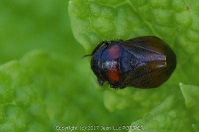 <i>Penthimia nigra</i>
