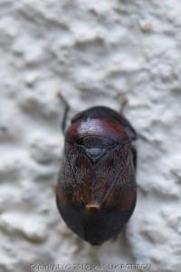 <i>Penthimia nigra</i>