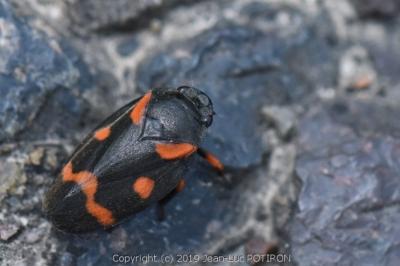 <i>Cercopis intermedia</i>