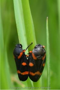 <i>Cercopis intermedia</i>
