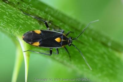<i>Capsodes flavomarginatus</i>