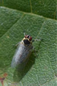 <i>Hyalesthes obsoletus</i>