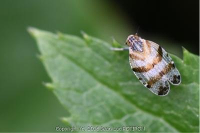 <i>Tachycixius venustulus</i>