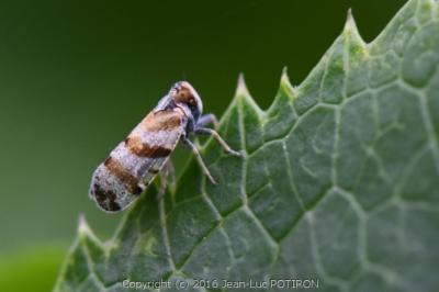 <i>Tachycixius venustulus</i>