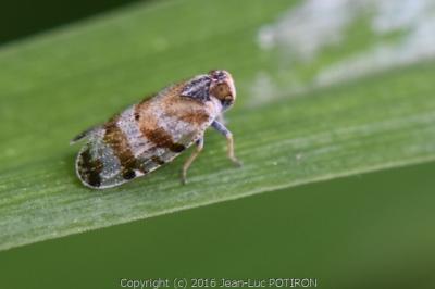 <i>Tachycixius venustulus</i>