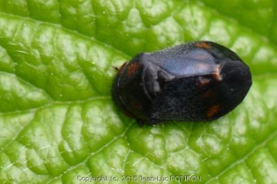 <i>Penthimia nigra</i>