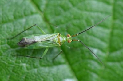 <i>Blepharidopterus angulatus</i>