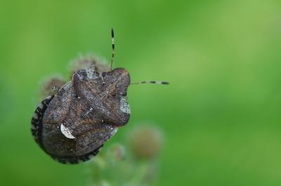 <i>Dyroderes umbraculatus</i>