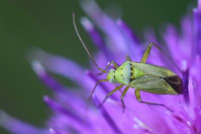 <i>Closterotomus norwegicus</i>
