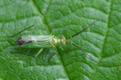<i>Blepharidopterus angulatus</i>