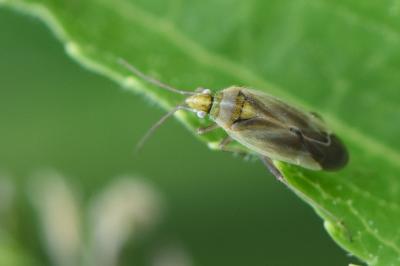 <i>Amblytylus nasutus</i>