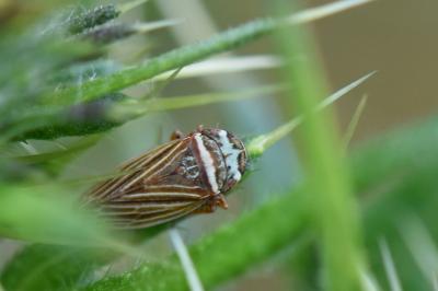 <i>Aphrodes</i>