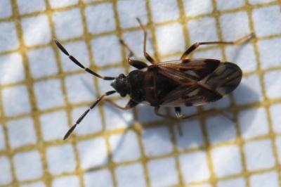 <i>Scolopostethus decoratus</i>