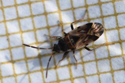 <i>Scolopostethus decoratus</i>