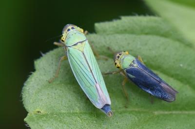 <i>Cicadella viridis</i>