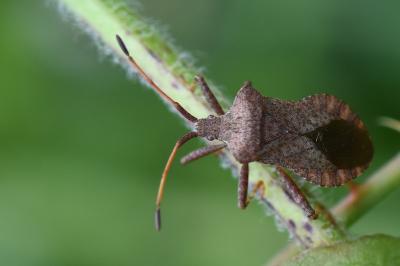 <i>Coreus marginatus</i>