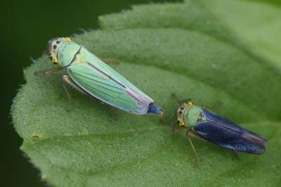 <i>Cicadella viridis</i>