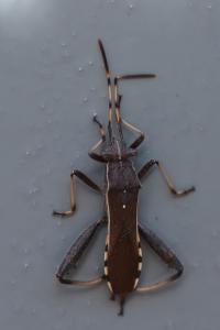 <i>Camptopus lateralis</i>