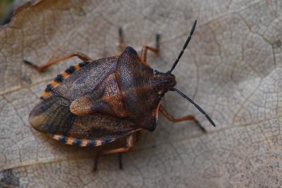 <i>Carpocoris purpureipennis</i>