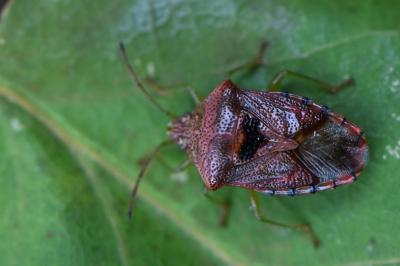 <i>Elasmucha grisea</i>