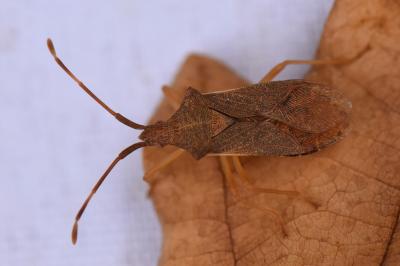 <i>Gonocerus acuteangulatus</i>