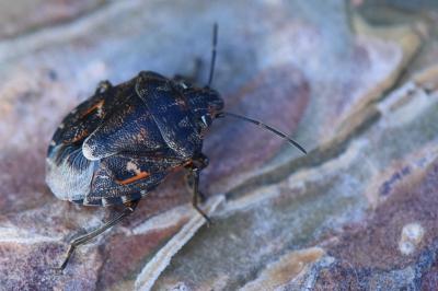<i>Holcogaster fibulata</i>