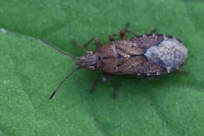 <i>Orsillus depressus</i>