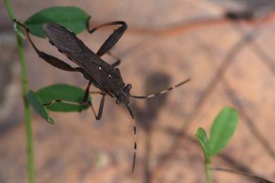 <i>Camptopus lateralis</i>