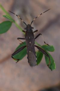 <i>Camptopus lateralis</i>
