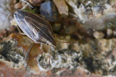 <i>Aelia acuminata</i>