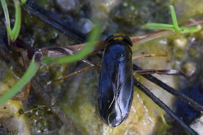 <i>Corixa punctata</i>