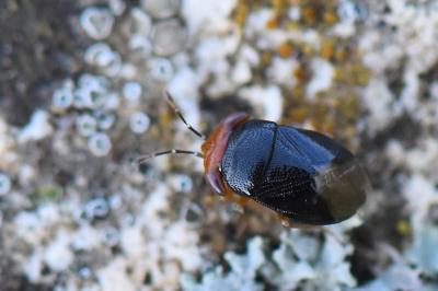 <i>Geocoris erythrocephalus</i>