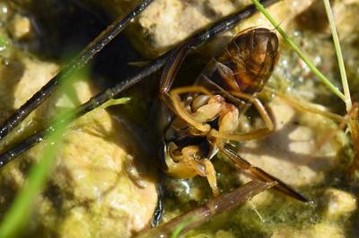 <i>Corixa punctata</i>