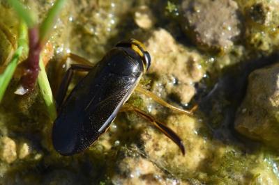 <i>Corixa punctata</i>